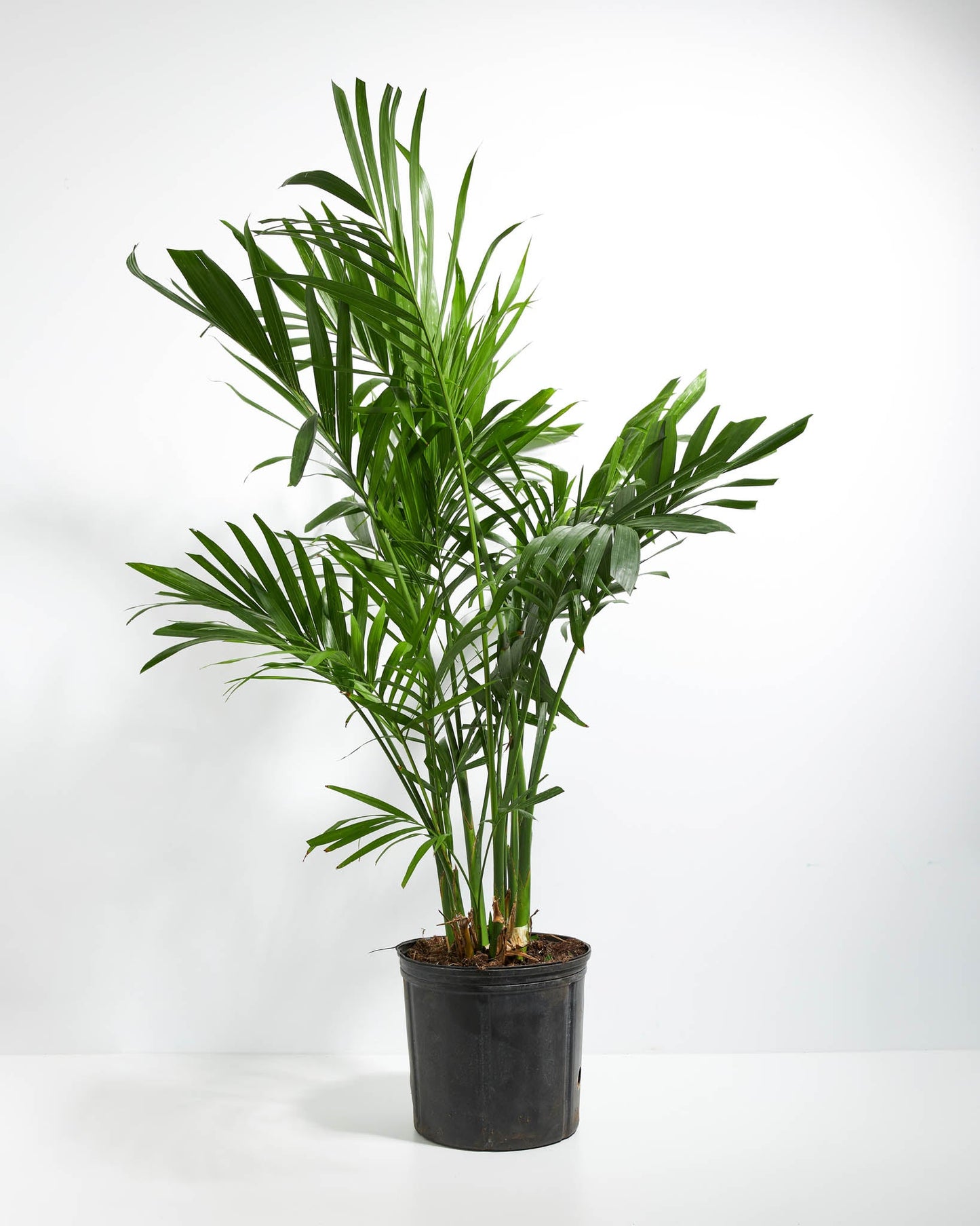 Lively Root - Areca Palm Indoor Tree