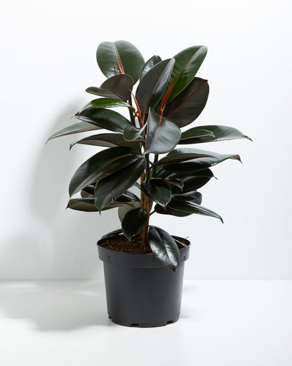 Lively Root - Ficus Elastica - Burgundy Rubber Tree