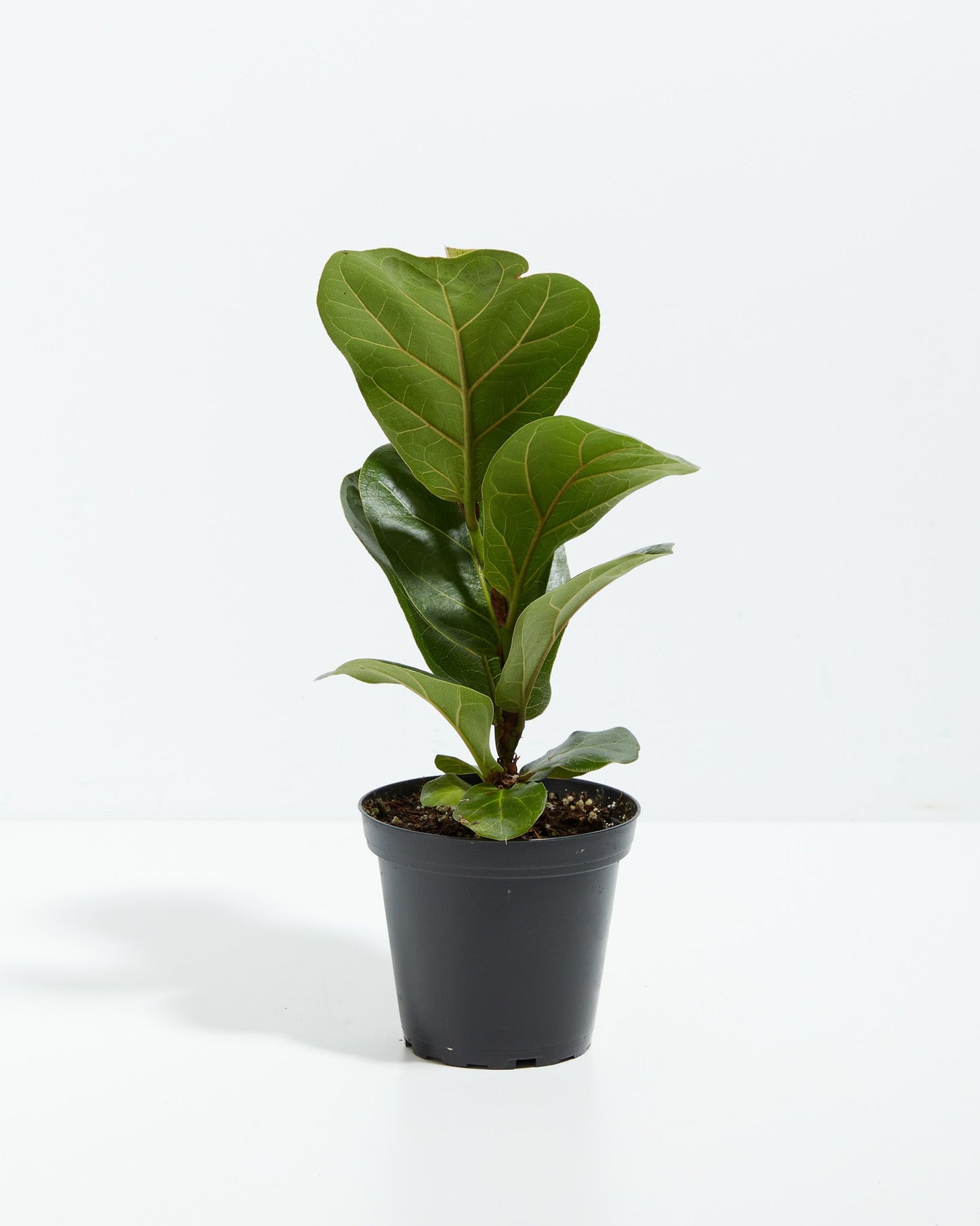 Lively Root - Fiddle Leaf Fig Tree (Ficus Lyrata)