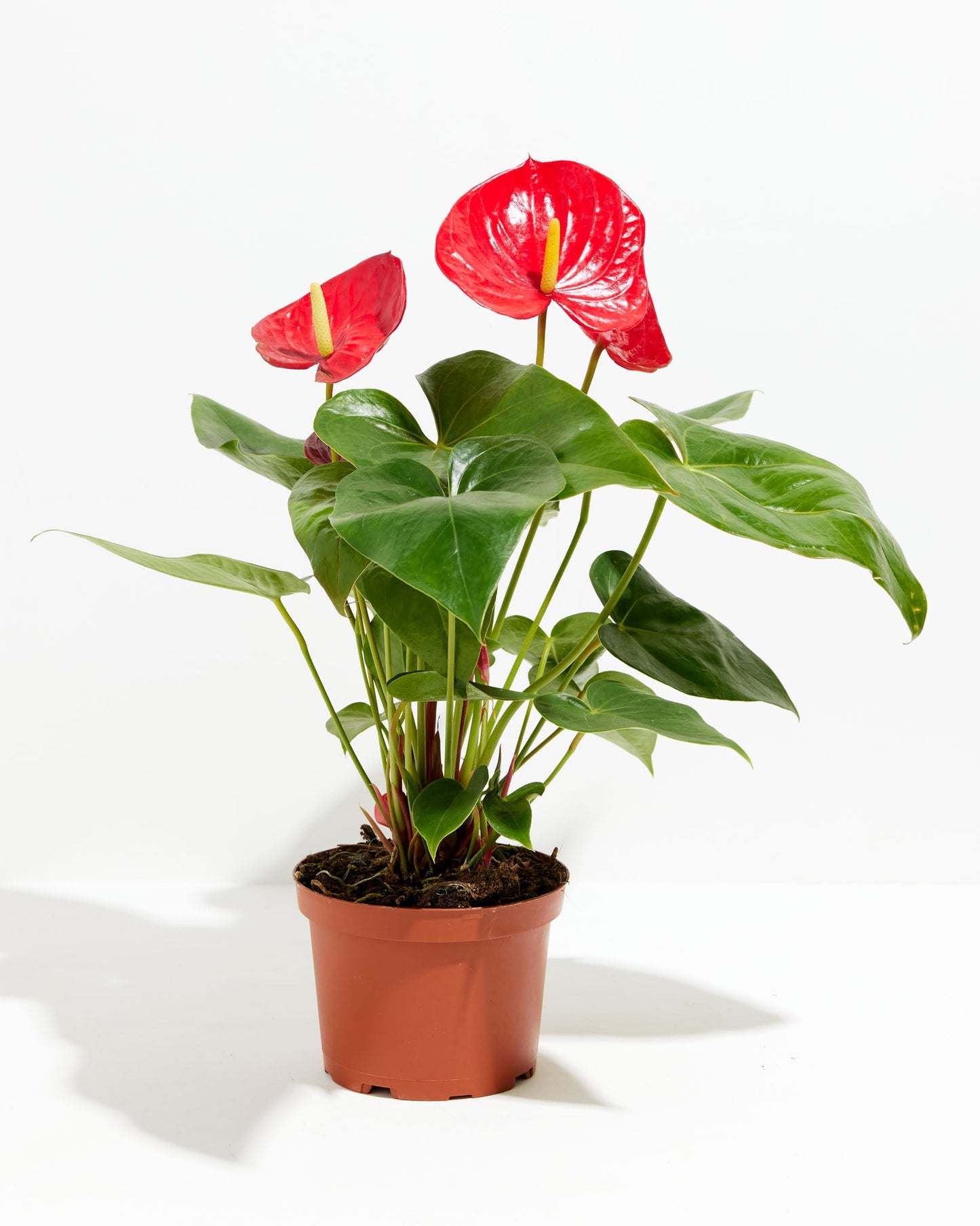 Lively Root - Anthurium Andraeanum - Flamingo Flower