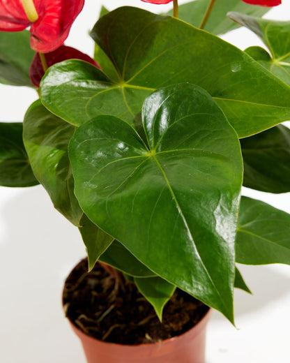 Lively Root - Anthurium Andraeanum - Flamingo Flower
