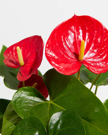Lively Root - Anthurium Andraeanum - Flamingo Flower