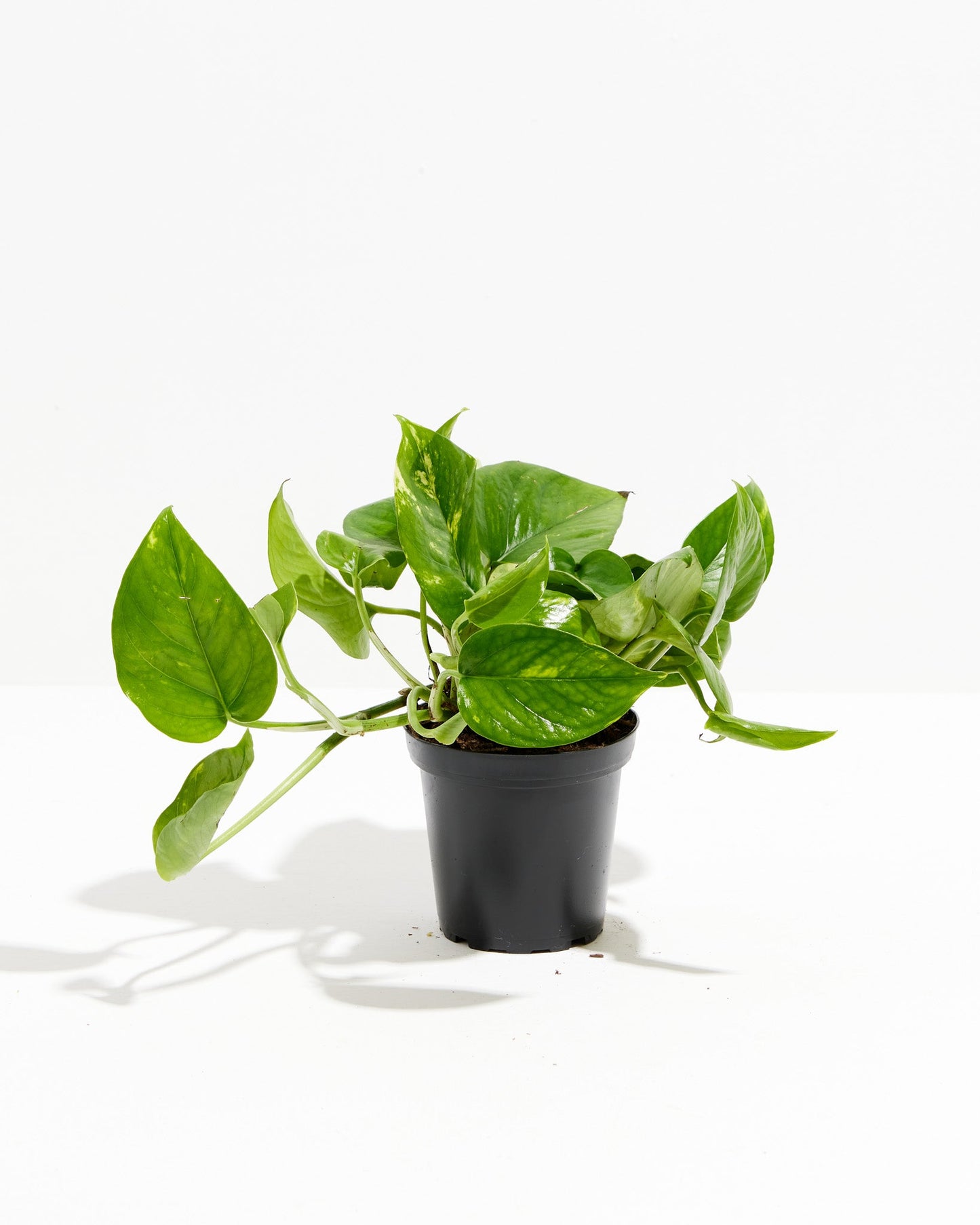 Lively Root - Golden Pothos Plant