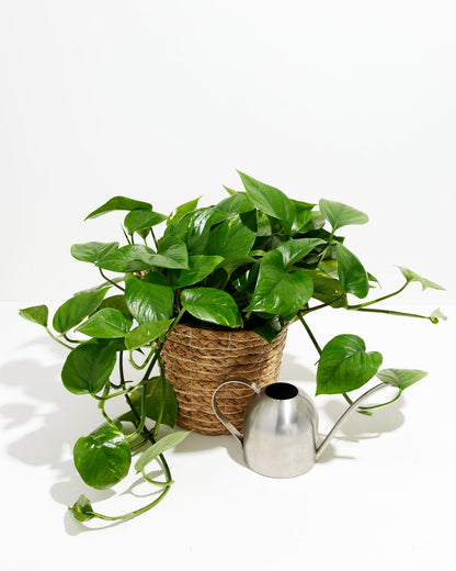 Lively Root - Golden Pothos Plant