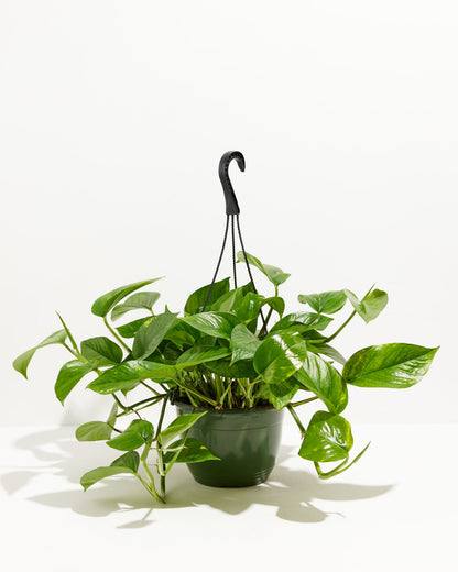 Lively Root - Golden Pothos Plant