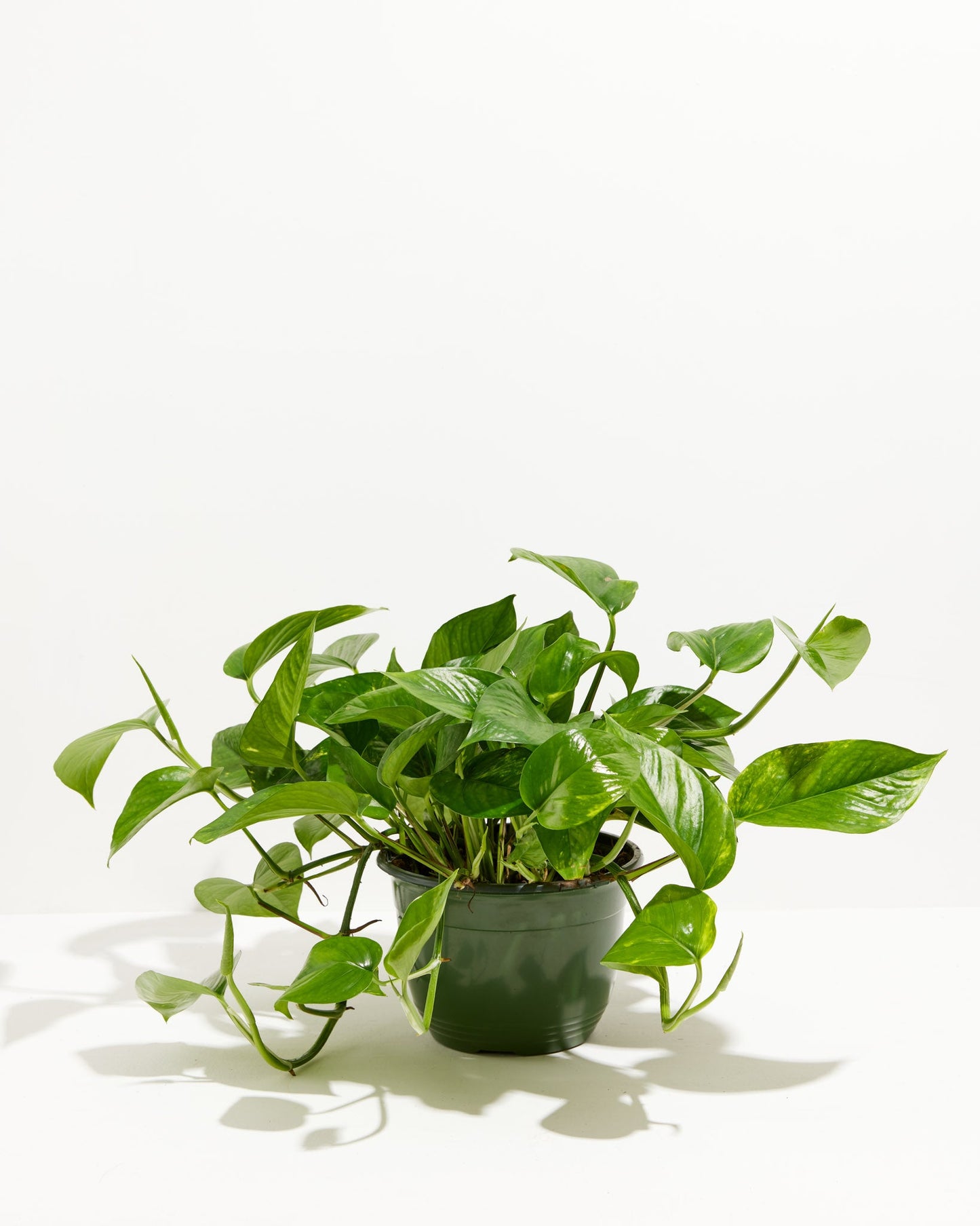 Lively Root - Golden Pothos Plant