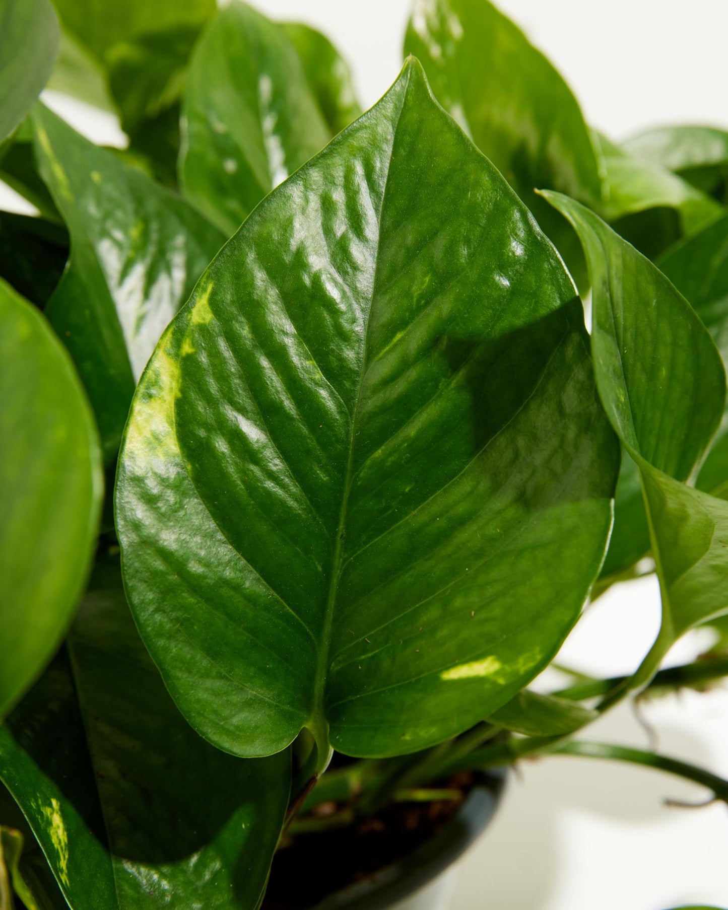 Lively Root - Golden Pothos Plant