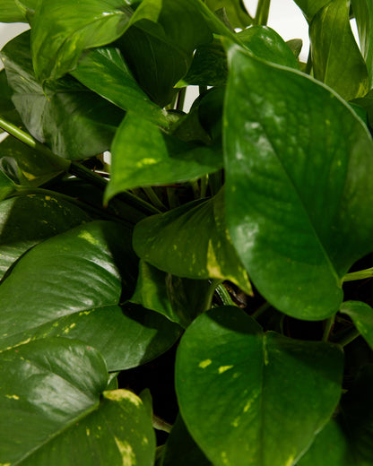 Lively Root - Golden Pothos Plant