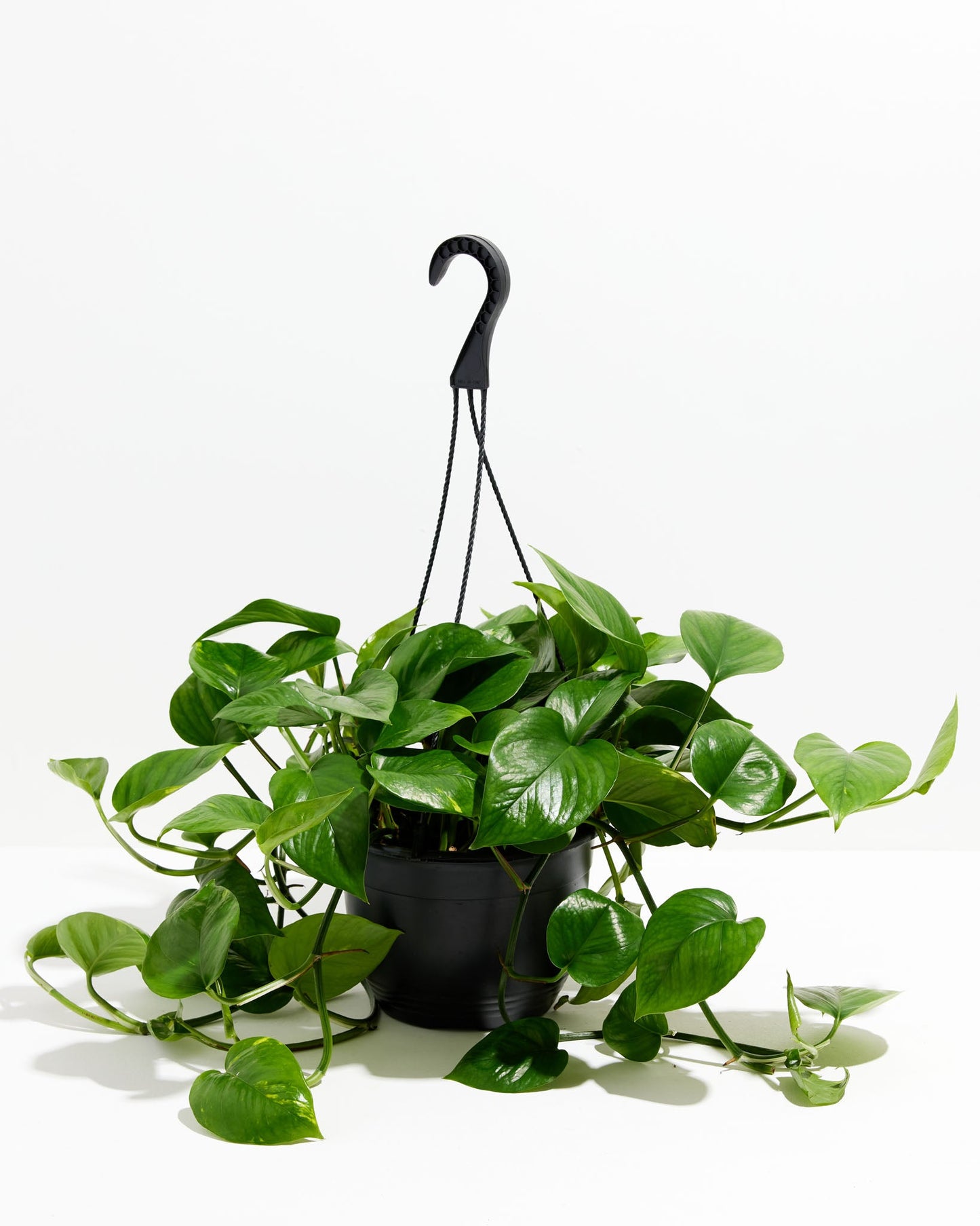 Lively Root - Golden Pothos Plant