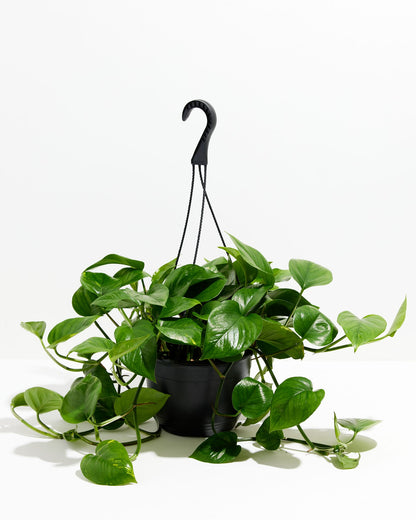 Lively Root - Golden Pothos Plant