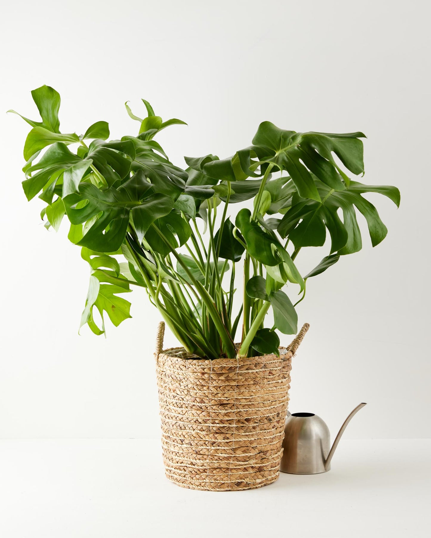 Lively Root - Monstera Deliciosa (Split Leaf Philodendron)
