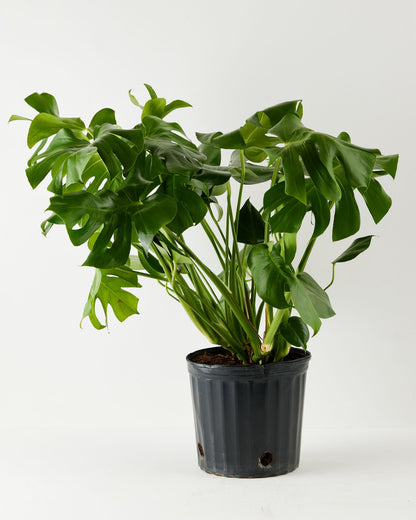 Lively Root - Monstera Deliciosa (Split Leaf Philodendron)