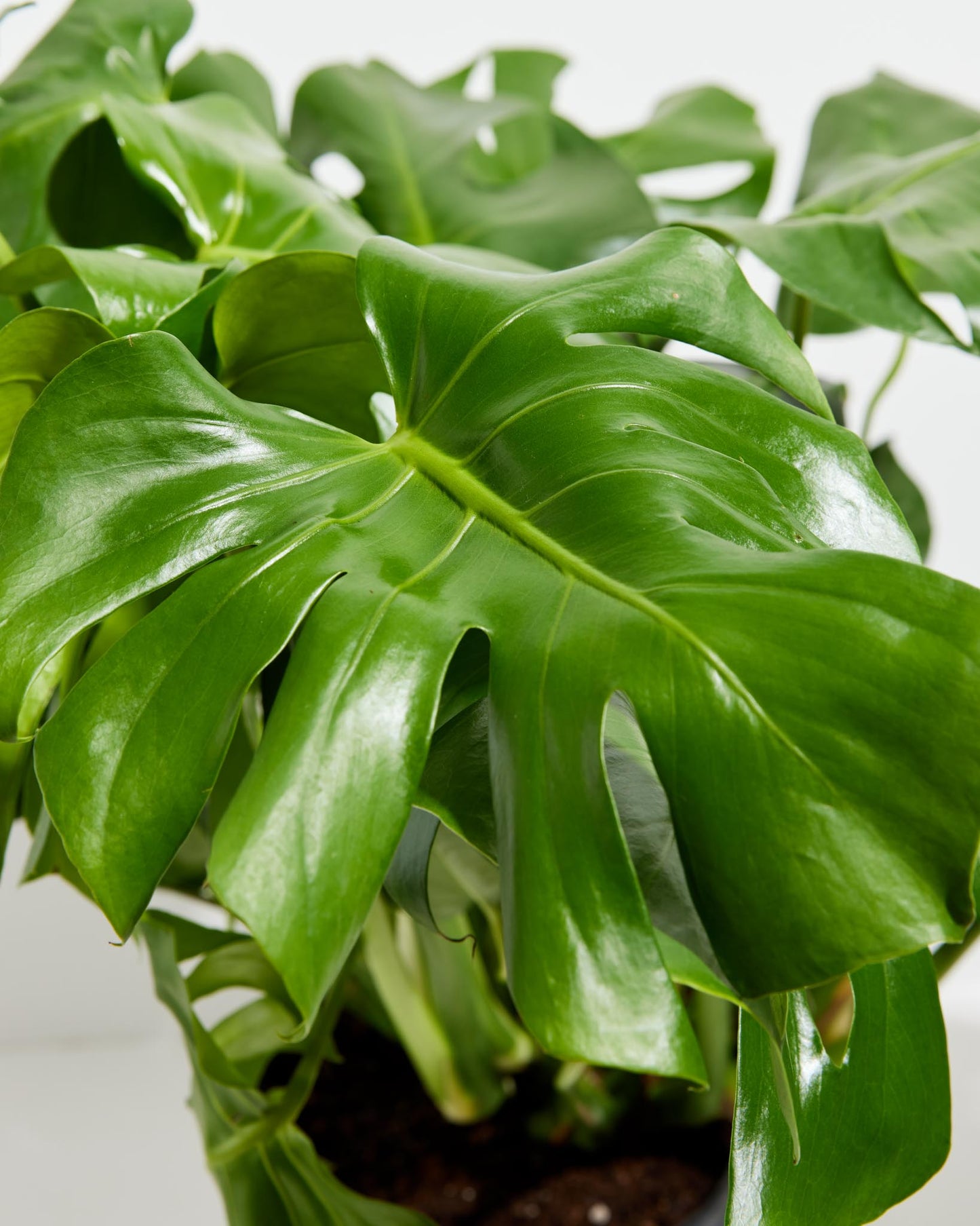 Lively Root - Monstera Deliciosa (Split Leaf Philodendron)
