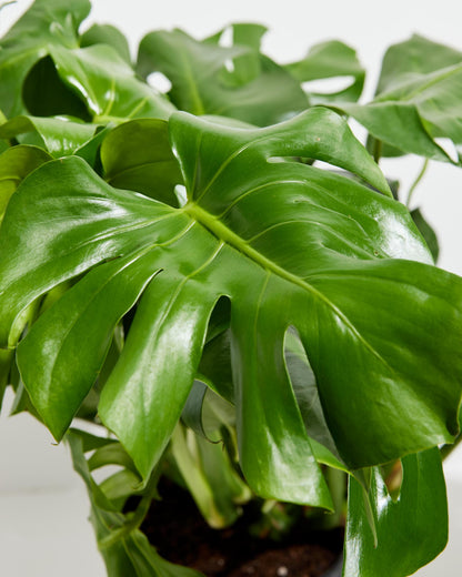 Lively Root - Monstera Deliciosa (Split Leaf Philodendron)