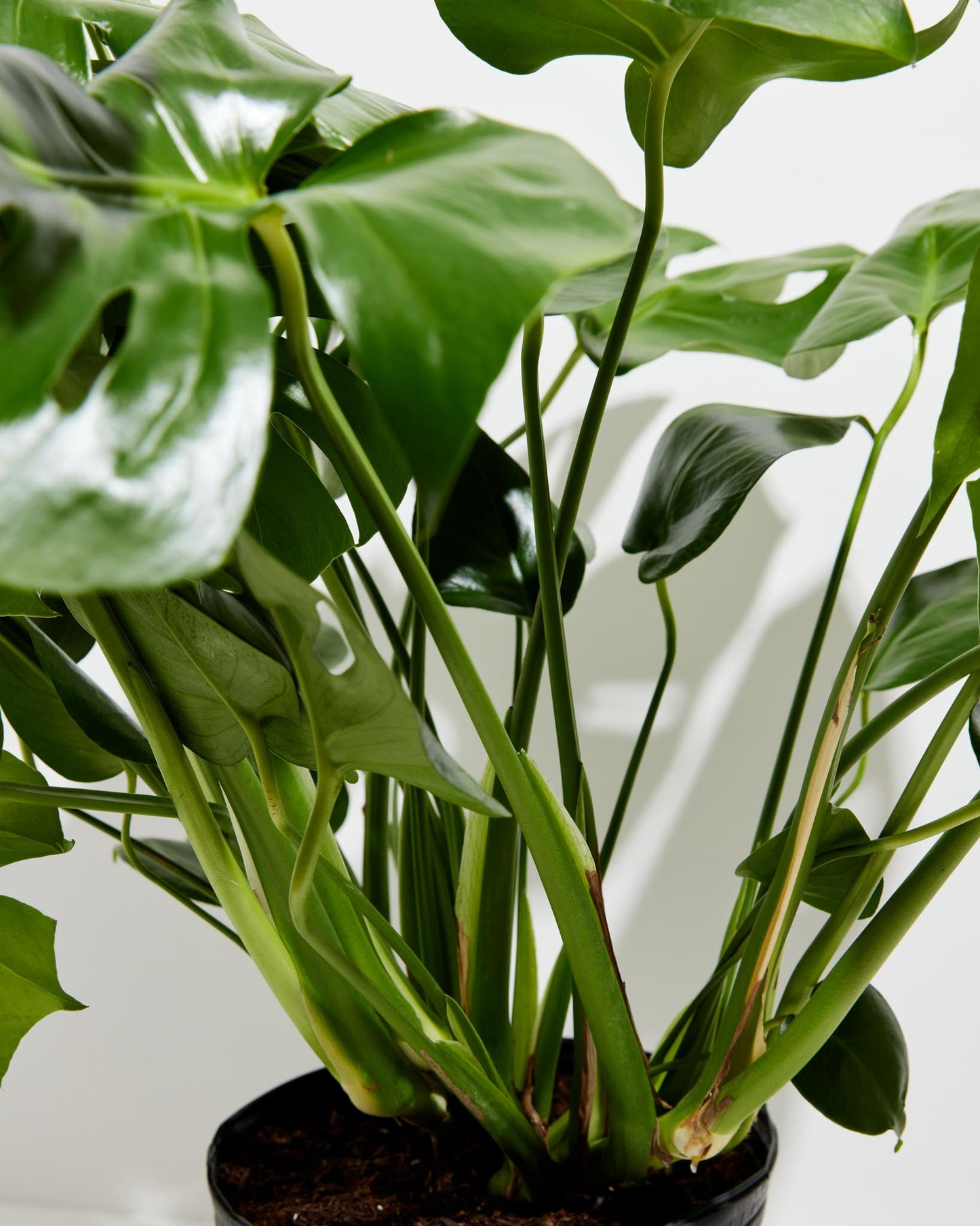 Lively Root - Monstera Deliciosa (Split Leaf Philodendron)