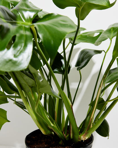 Lively Root - Monstera Deliciosa (Split Leaf Philodendron)