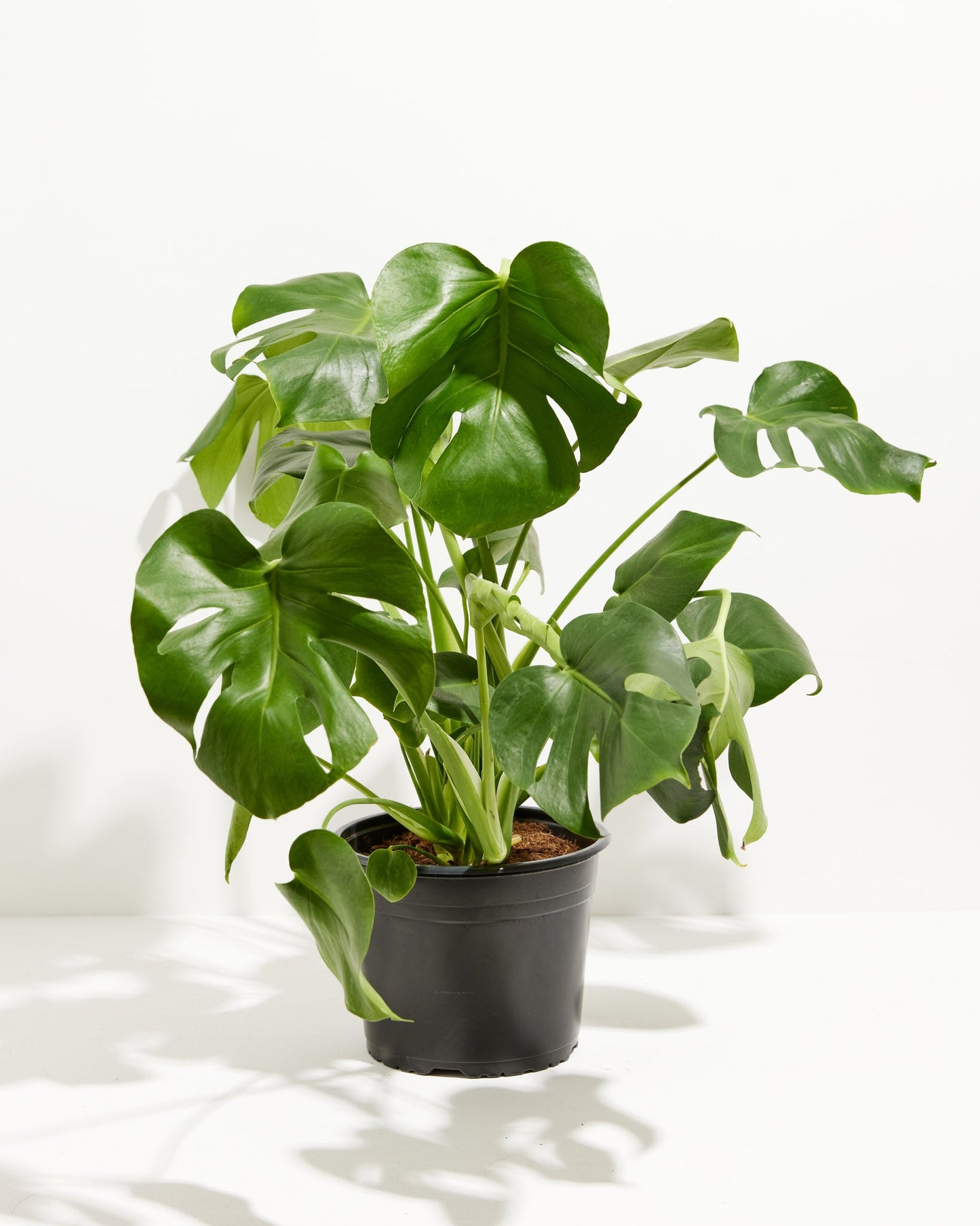 Lively Root - Monstera Deliciosa (Split Leaf Philodendron)