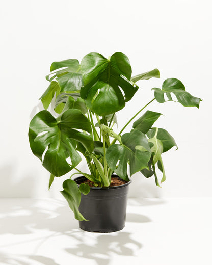 Lively Root - Monstera Deliciosa (Split Leaf Philodendron)