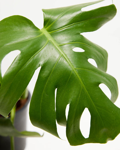 Lively Root - Monstera Deliciosa (Split Leaf Philodendron)
