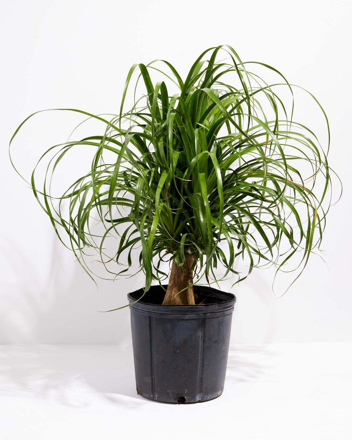 Lively Root - Ponytail Palm Tree