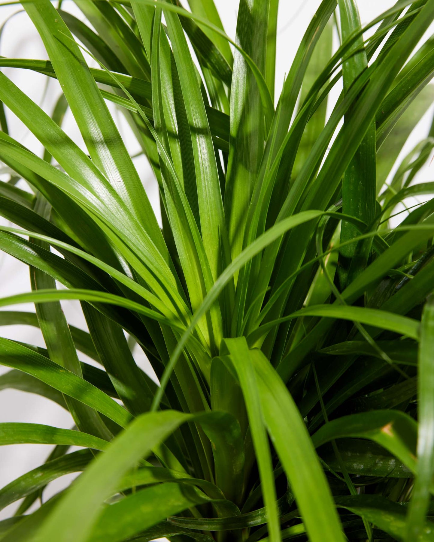 Lively Root - Ponytail Palm Tree
