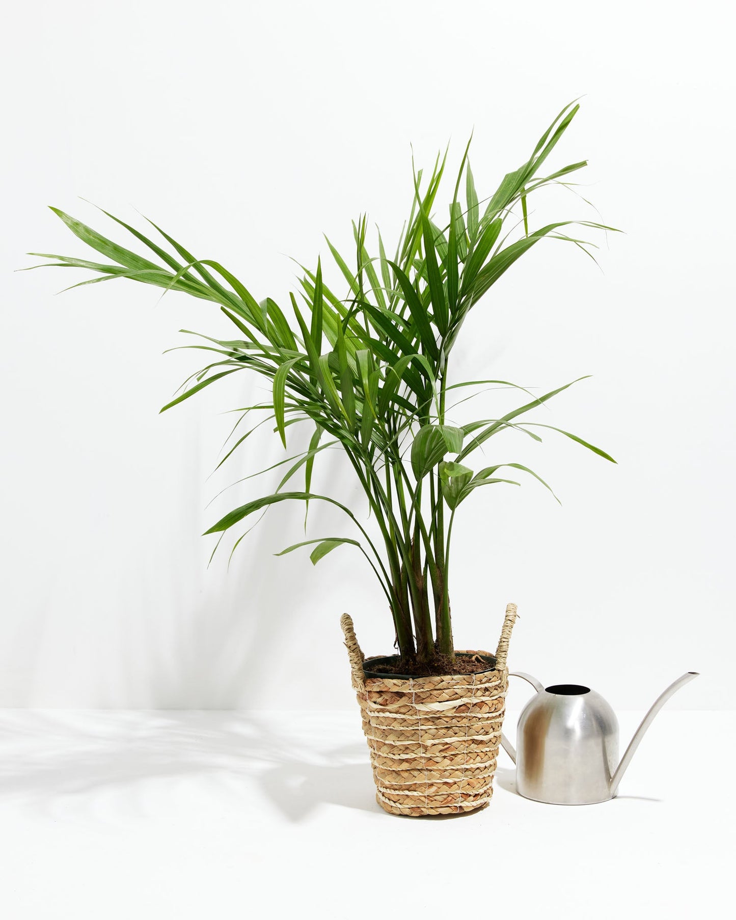 Lively Root - Areca Palm Indoor Tree