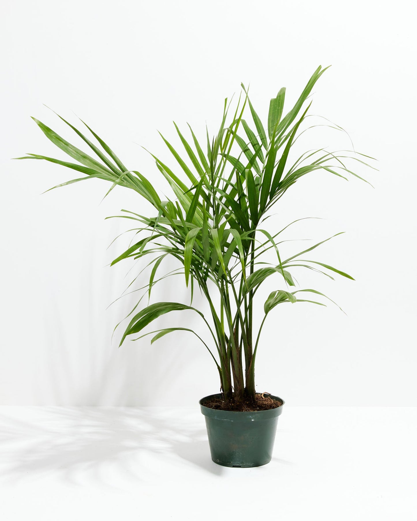 Lively Root - Areca Palm Indoor Tree