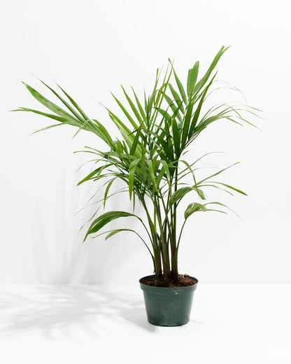 Lively Root - Areca Palm Indoor Tree