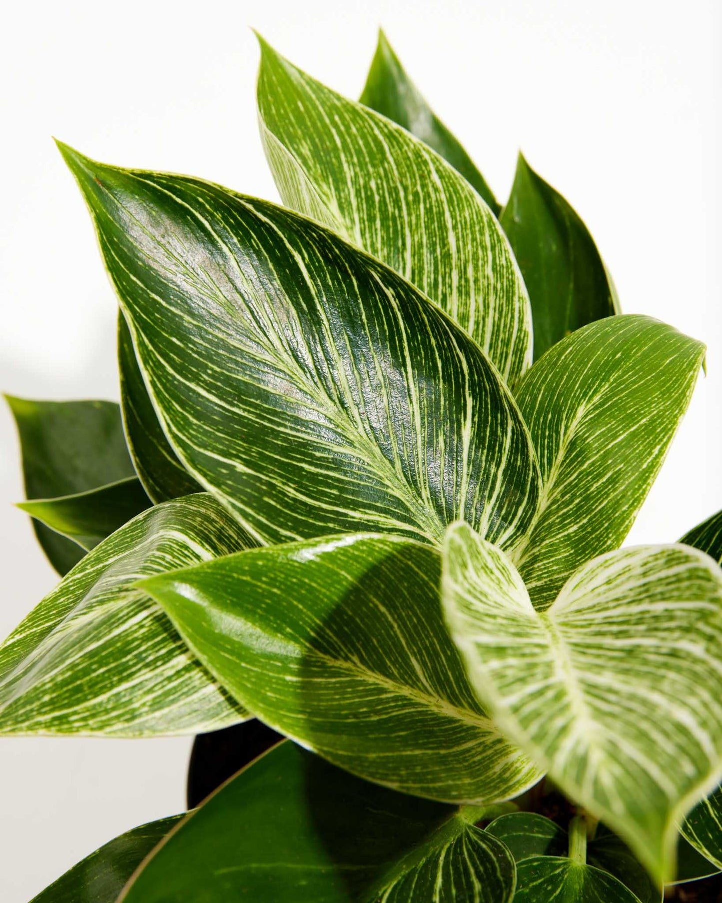 Lively Root - Philodendron Birkin