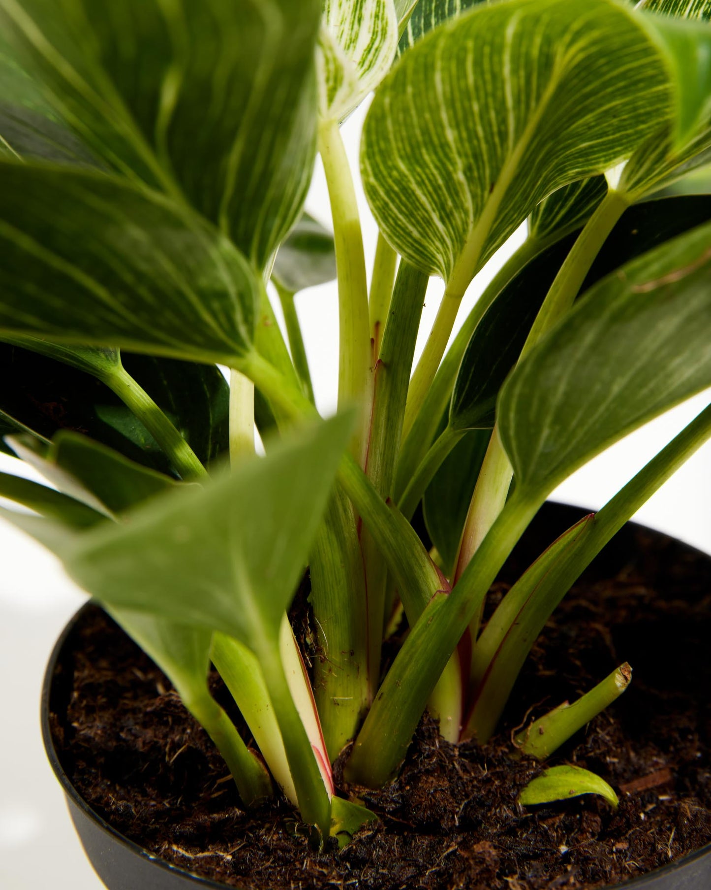 Lively Root - Philodendron Birkin