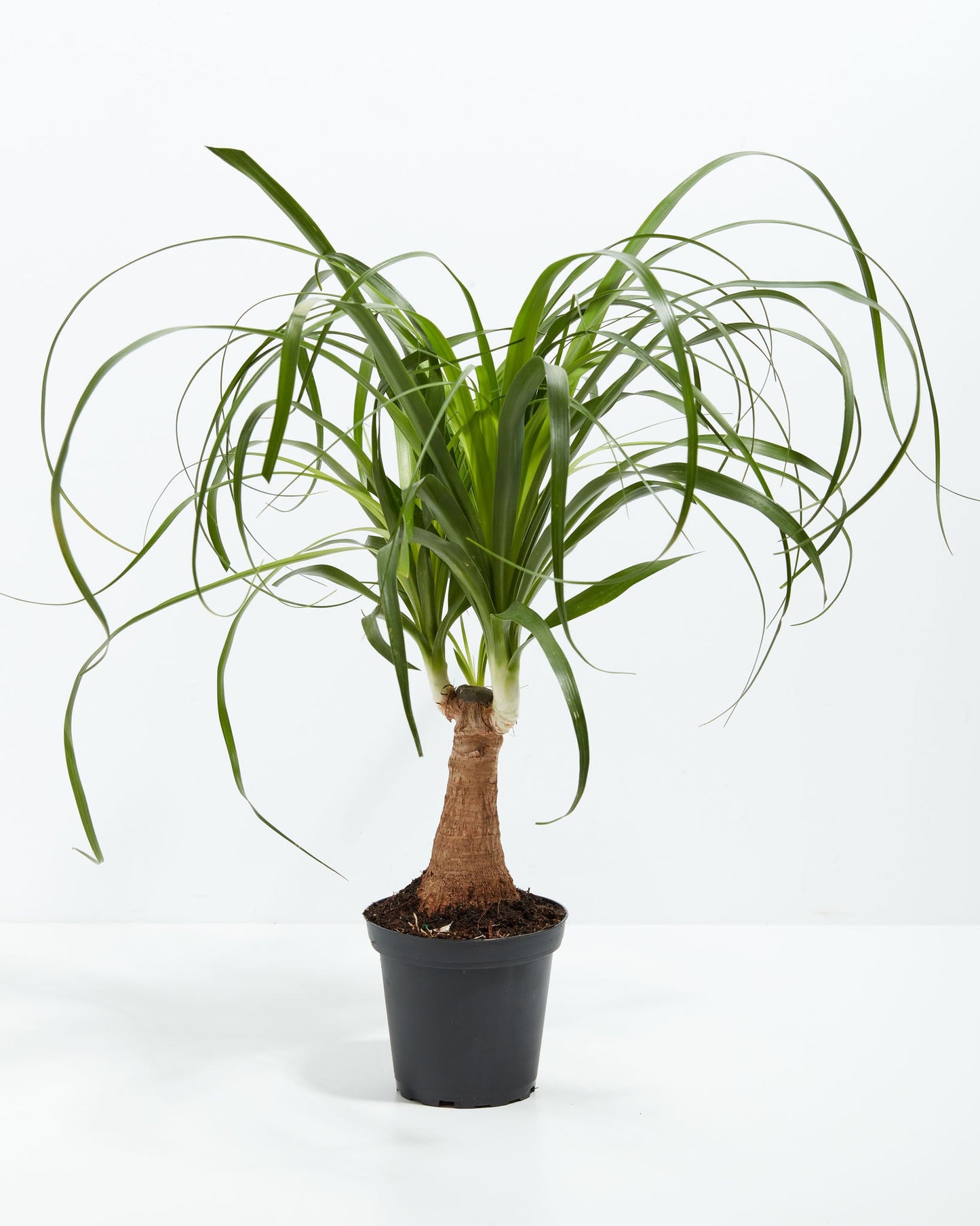 Lively Root - Ponytail Palm Tree
