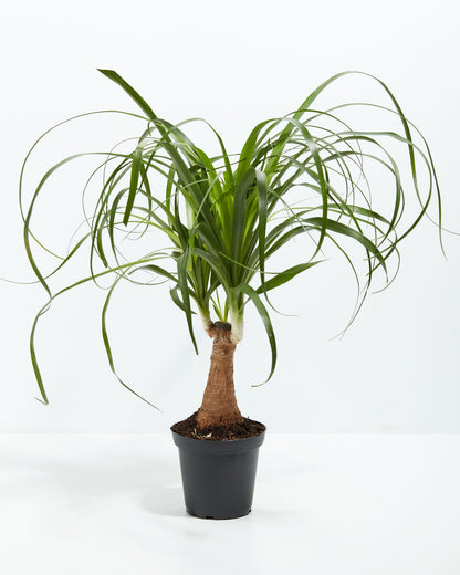 Lively Root - Ponytail Palm Tree