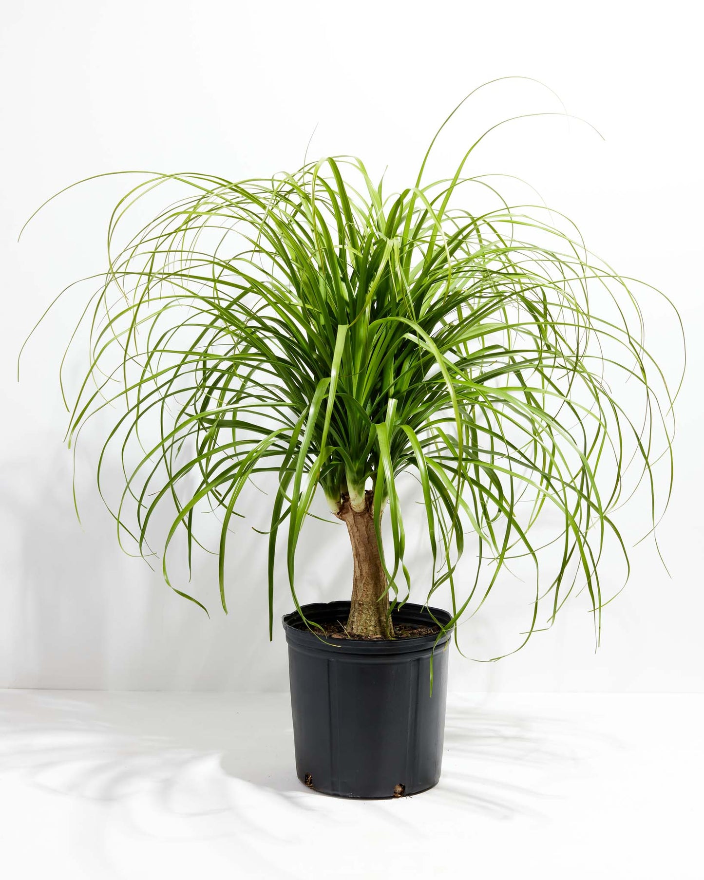 Lively Root - Ponytail Palm Tree