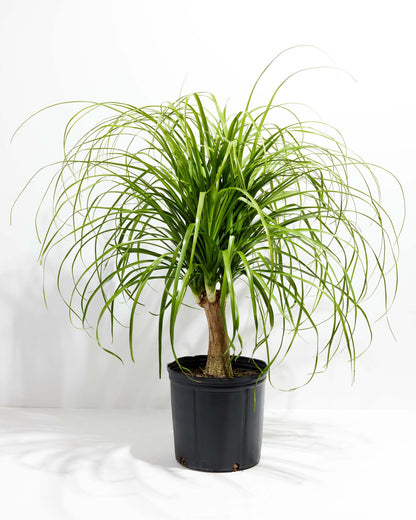 Lively Root - Ponytail Palm Tree