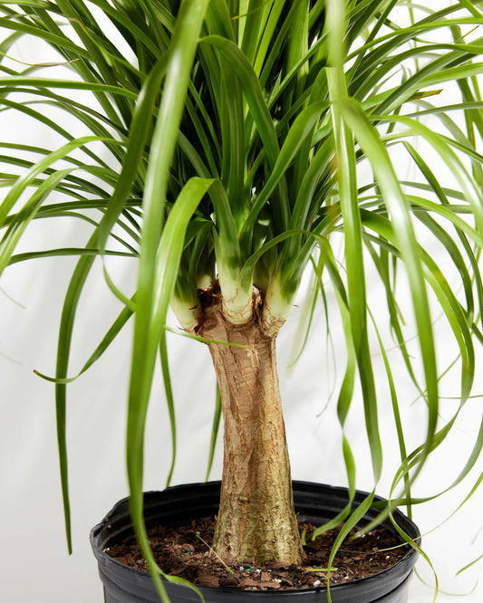 Lively Root - Ponytail Palm Tree