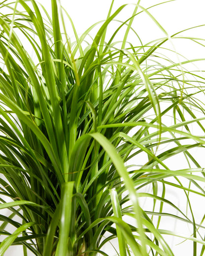 Lively Root - Ponytail Palm Tree