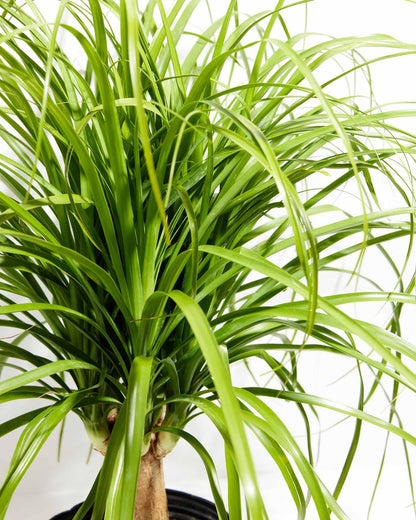 Lively Root - Ponytail Palm Tree