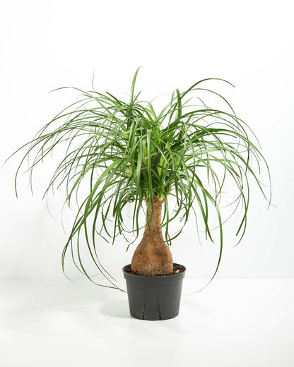 Lively Root - Ponytail Palm Tree