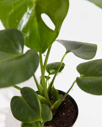 Lively Root - Monstera Deliciosa (Split Leaf Philodendron)