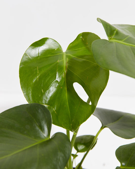 Lively Root - Monstera Deliciosa (Split Leaf Philodendron)