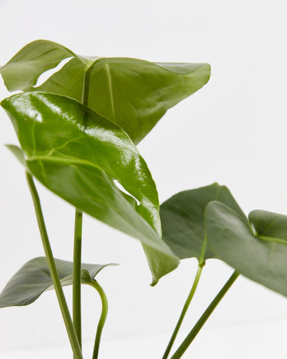 Lively Root - Monstera Deliciosa (Split Leaf Philodendron)