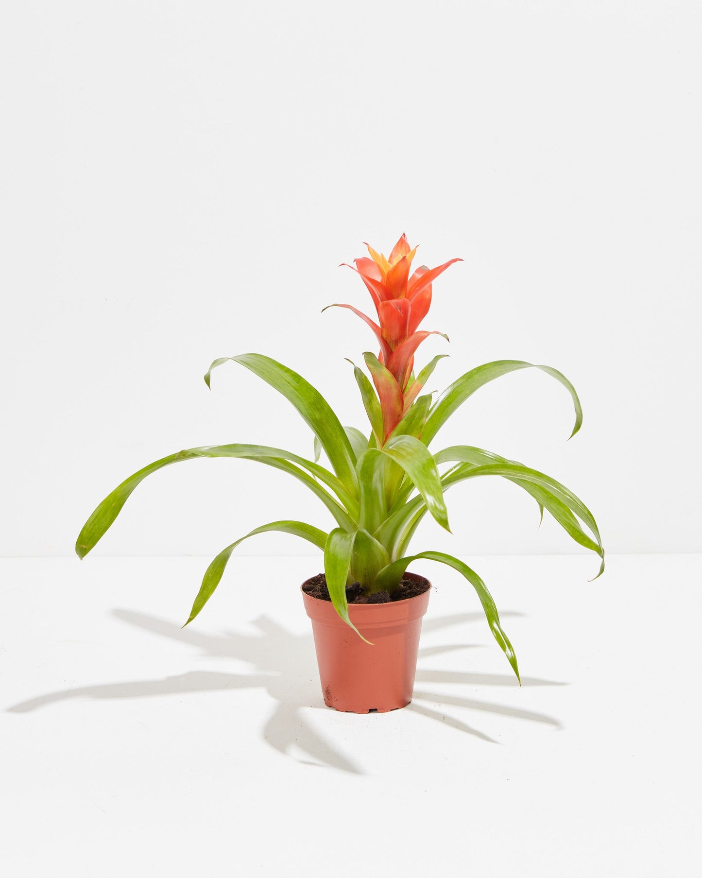 Lively Root - Bromeliad Guzmania