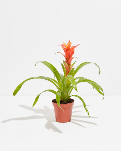 Lively Root - Bromeliad Guzmania