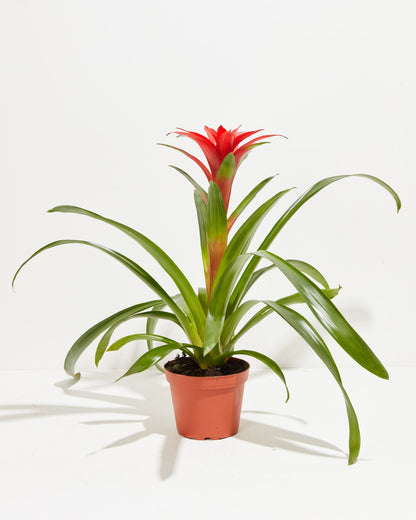 Lively Root - Bromeliad Guzmania