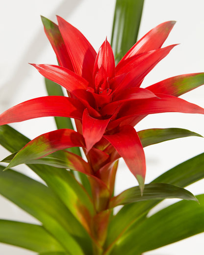 Lively Root - Bromeliad Guzmania
