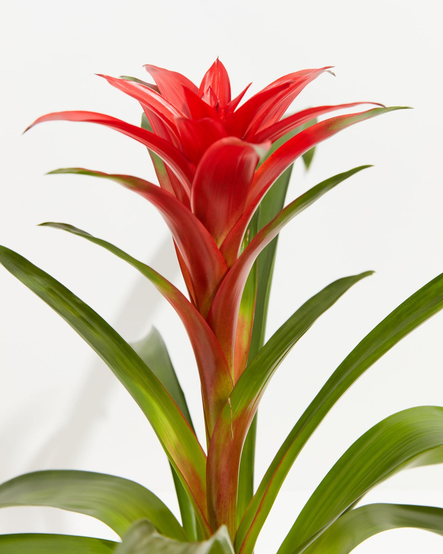 Lively Root - Bromeliad Guzmania