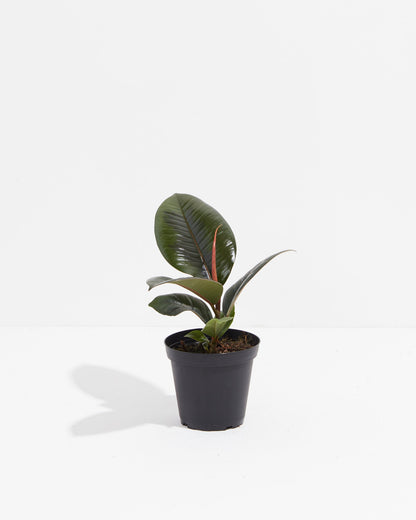 Lively Root - Ficus Elastica - Burgundy Rubber Tree