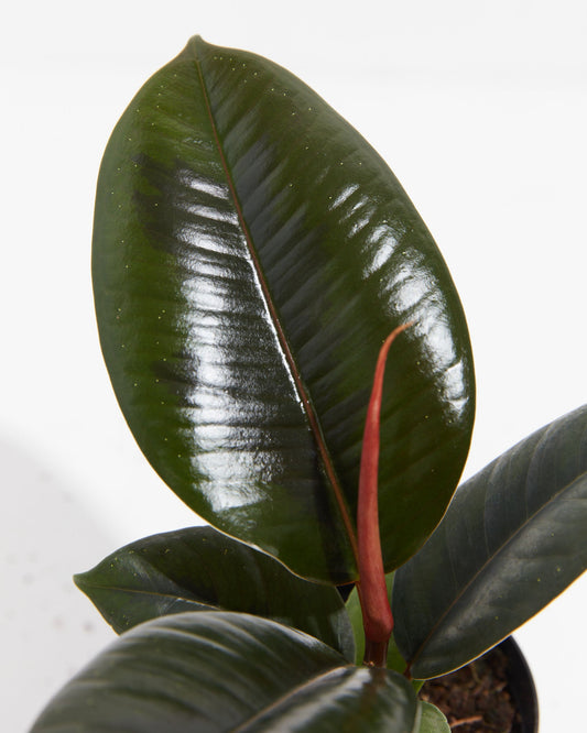 Lively Root - Ficus Elastica - Burgundy Rubber Tree