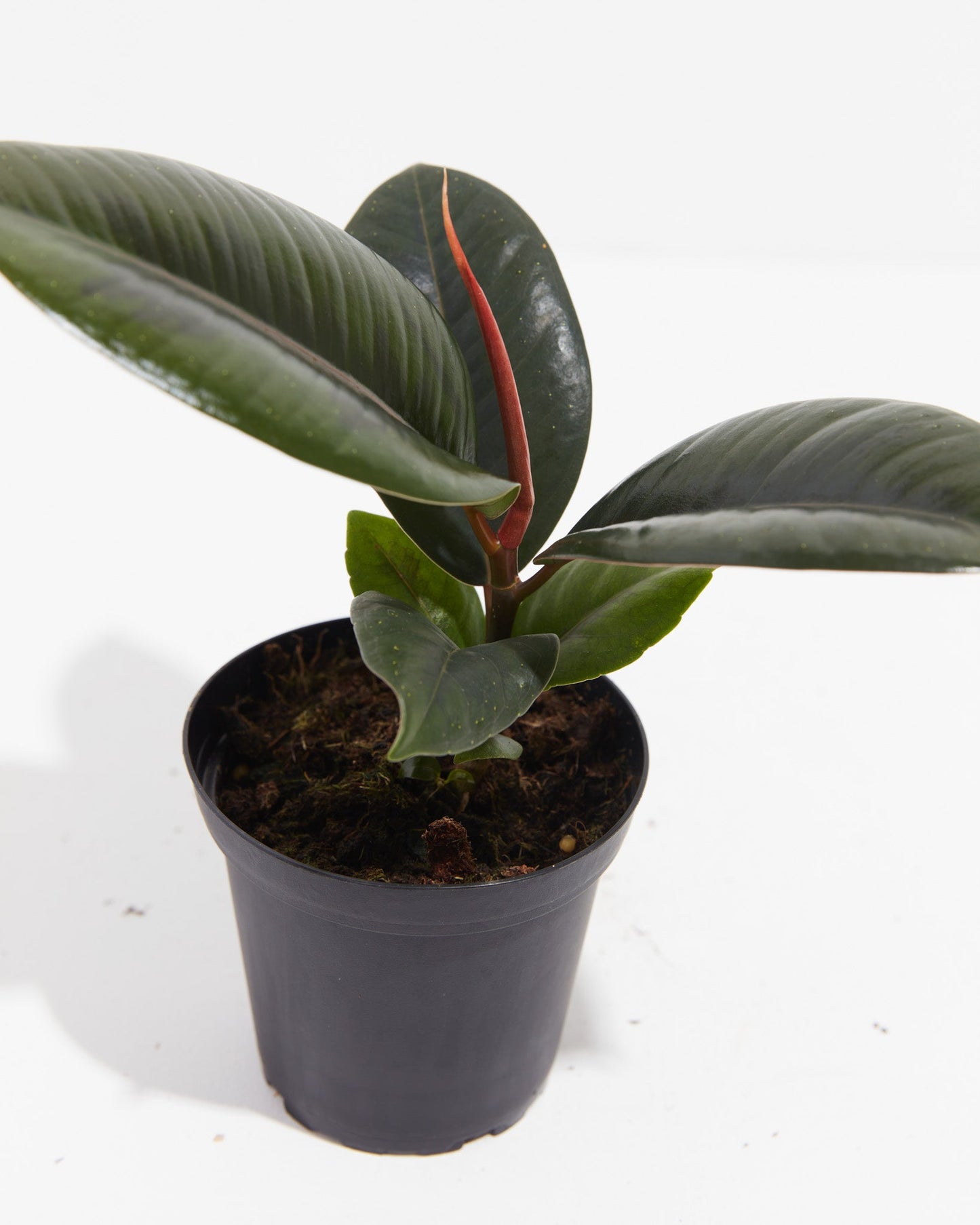 Lively Root - Ficus Elastica - Burgundy Rubber Tree