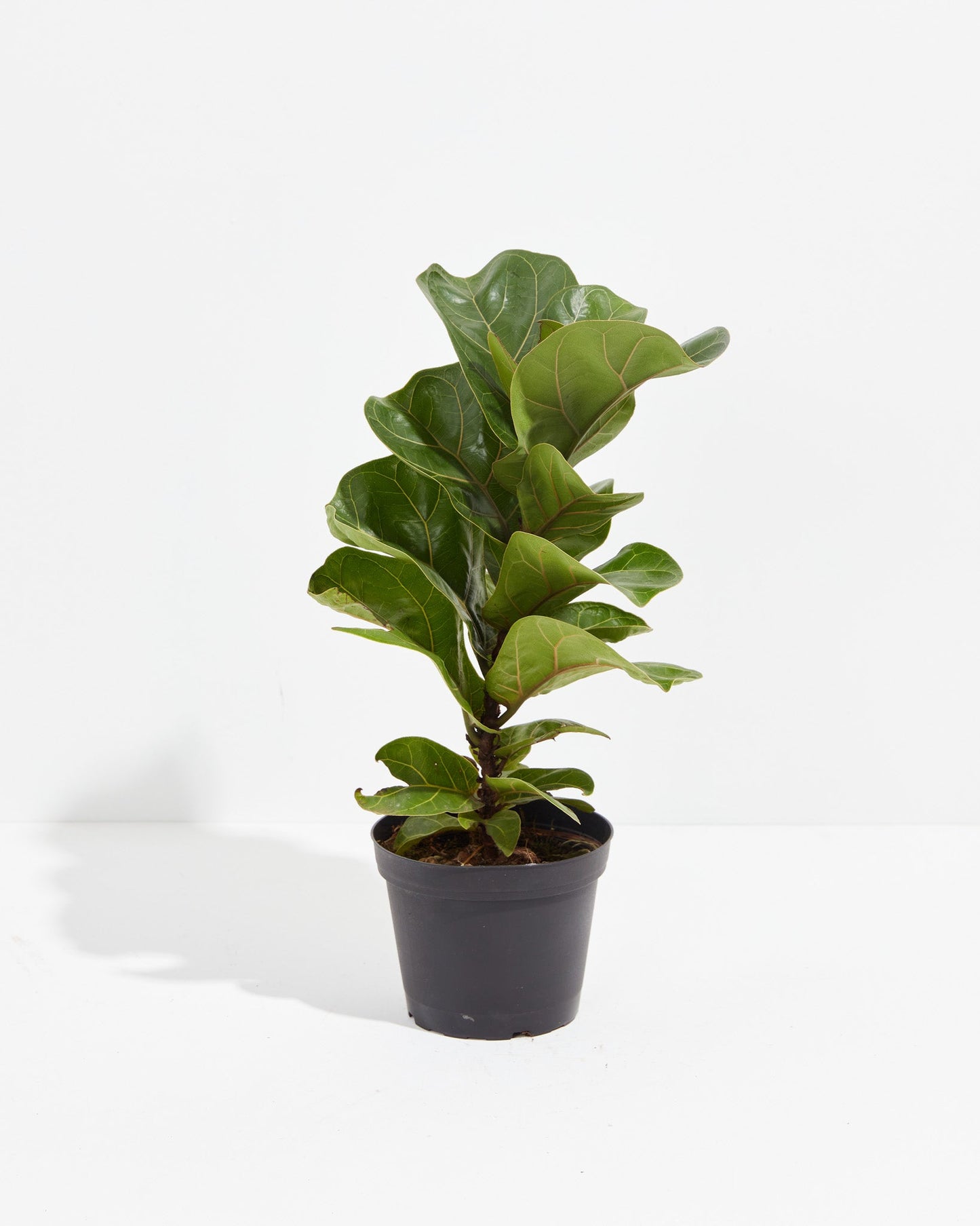 Lively Root - Fiddle Leaf Fig Tree (Ficus Lyrata)